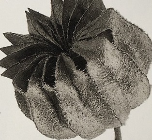 Karl Blossfeldt's anthological exhibition